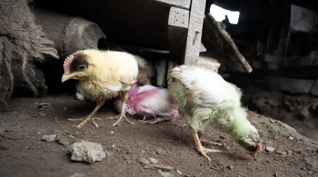 Rainbow chicks collect grains that fall between rickety wooden stilts